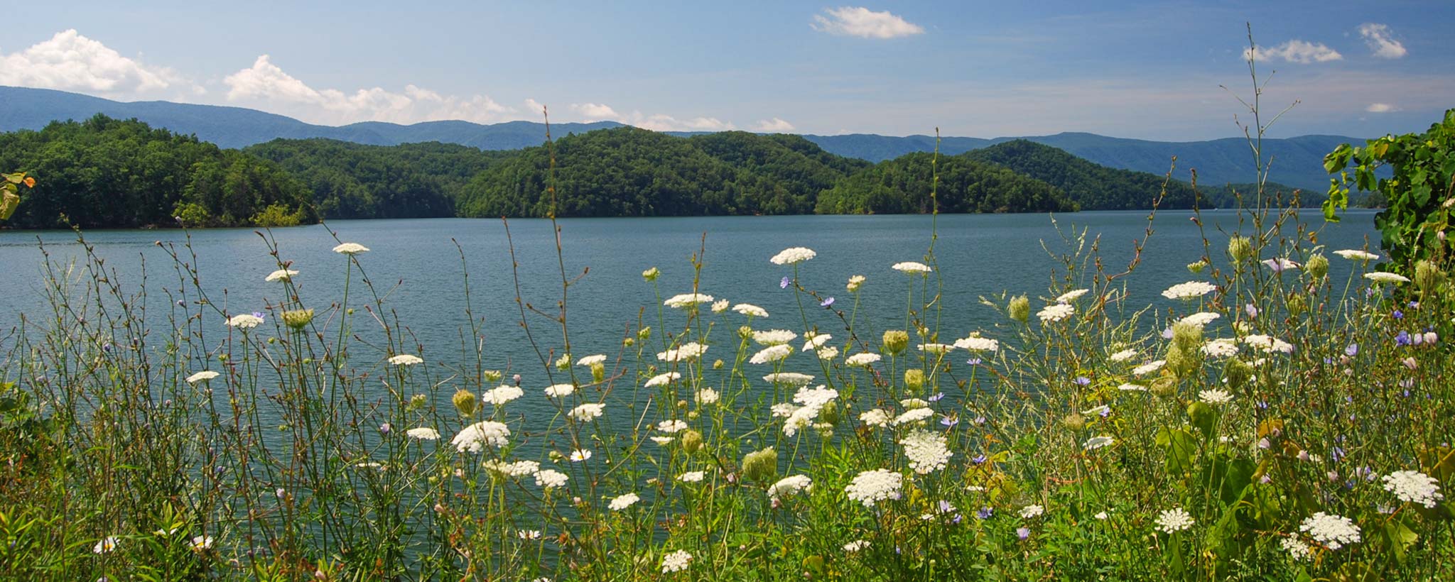 South Holston lake with wildflowers