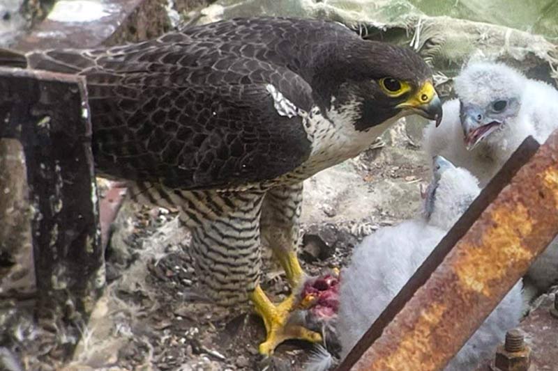 Falcon feeding its young.
