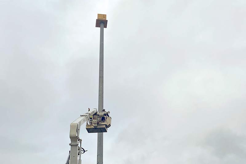 Nesting box attached to pole.
