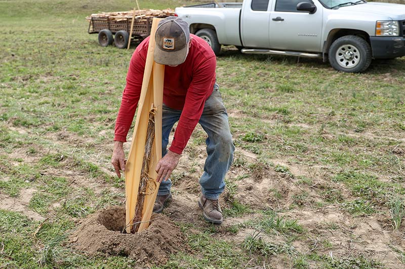 Farmer David Cannon applying wrap to new tree