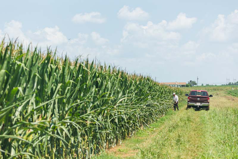 A farmer stands next to a pickup truck alongside a tall row of corn at the edge of a field