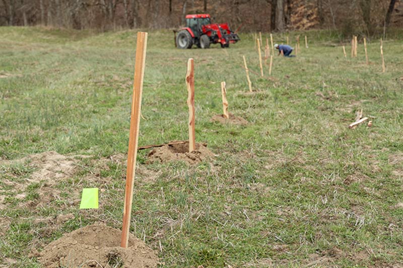 Planting new saplings in a field