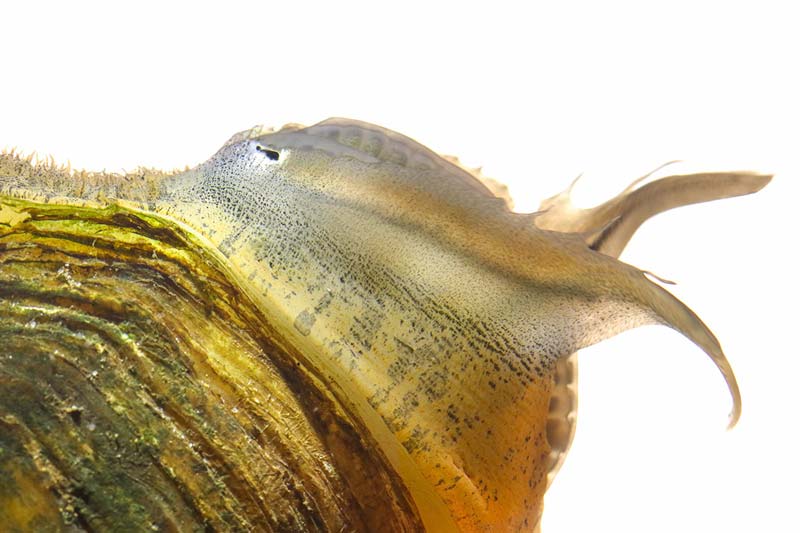 A female mussel displaying her mantle lure