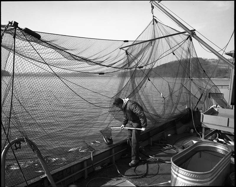 Man using a fishing net to catch fish