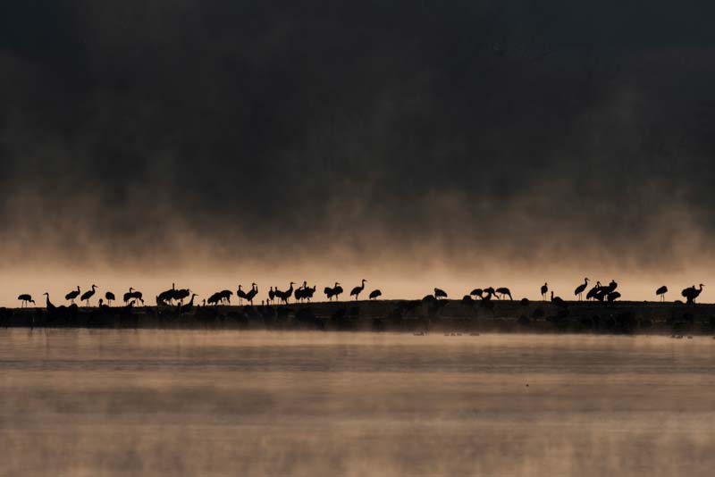 A flock of sandhill cranes are silhouetted against a sunlit mist at Hiwassee Refuge