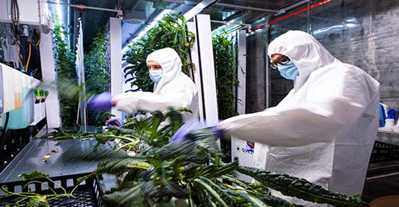 Growing leafy greens inside a climate-controlled shipping container.