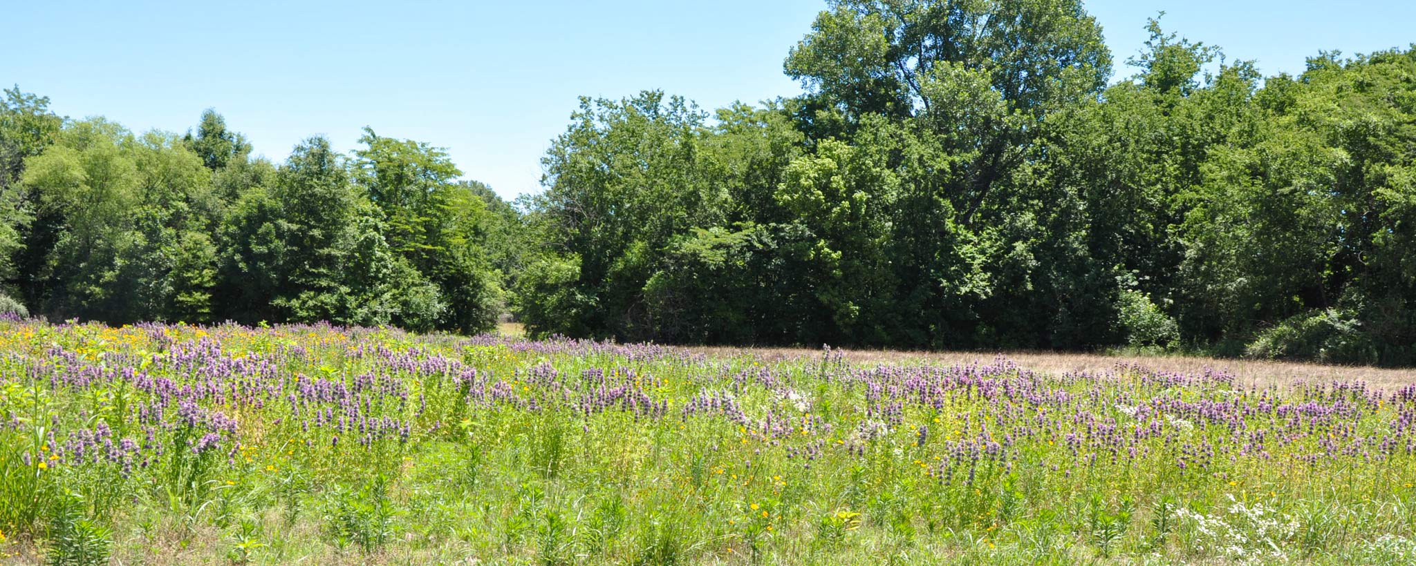 field of grass