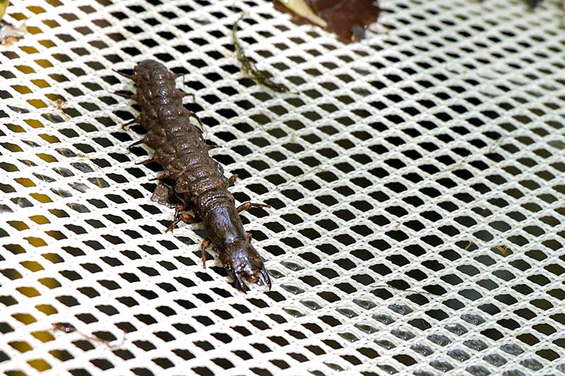 A hellgrammite