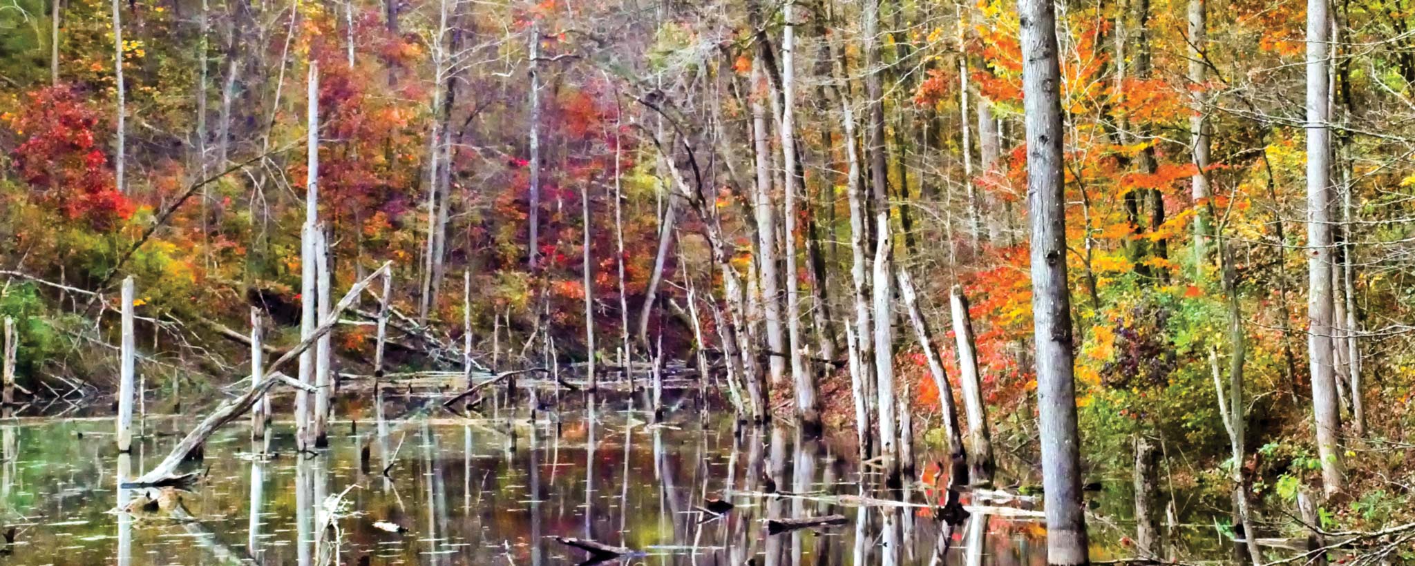 hero_Tellico_East_Lakeshore_Trails_a_20151103_0533a Colorful Autumn