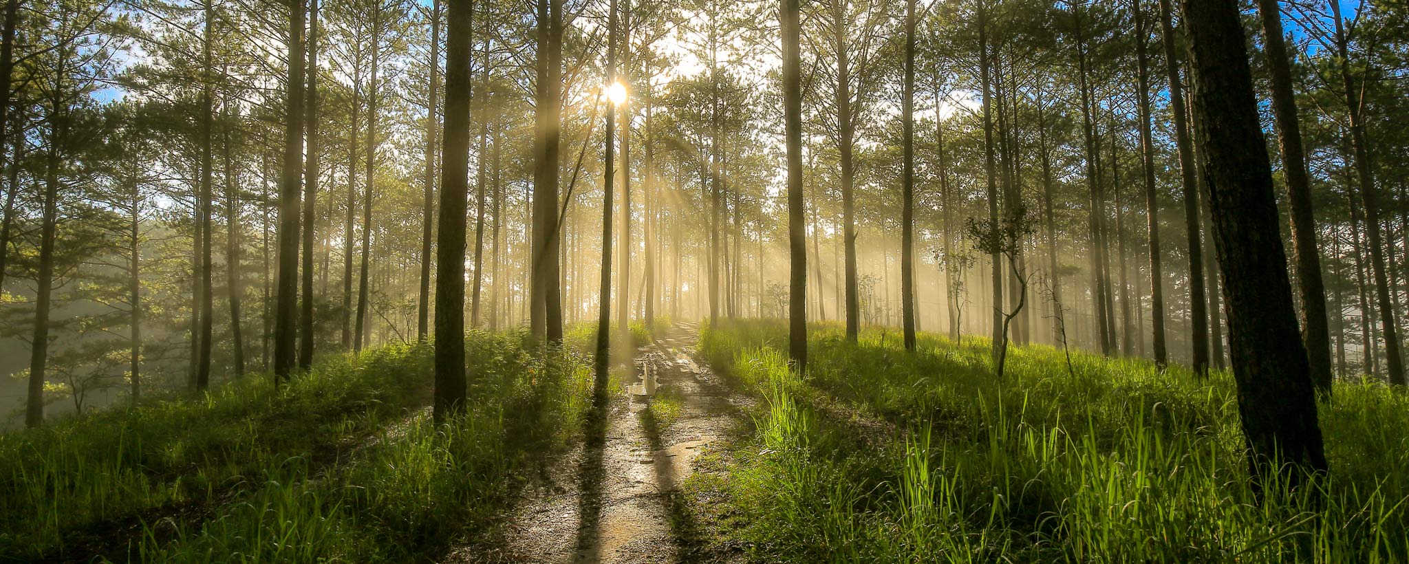 sunlight shining through forest