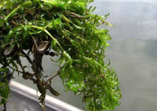 Hydrilla (D-Hyrdilla, M-Hydrilla)