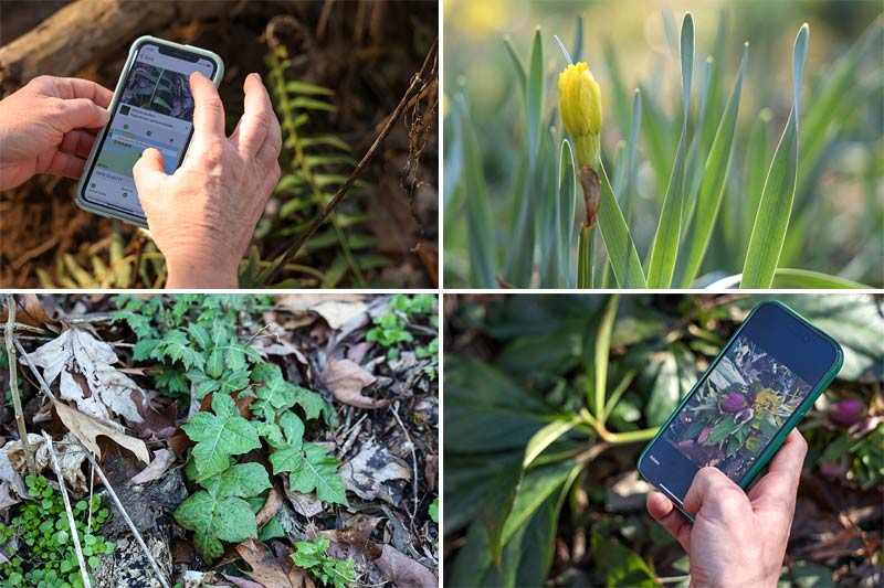 Collage of plants and smartphone images of plant exploration