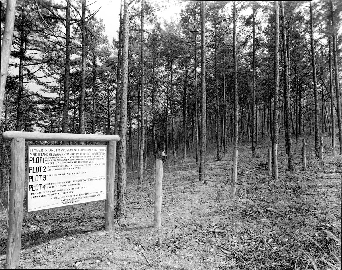 black and white shot of tva forestry work