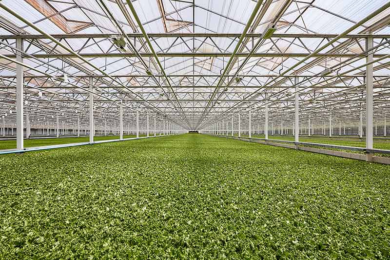 Greenhouse with lettuce growing