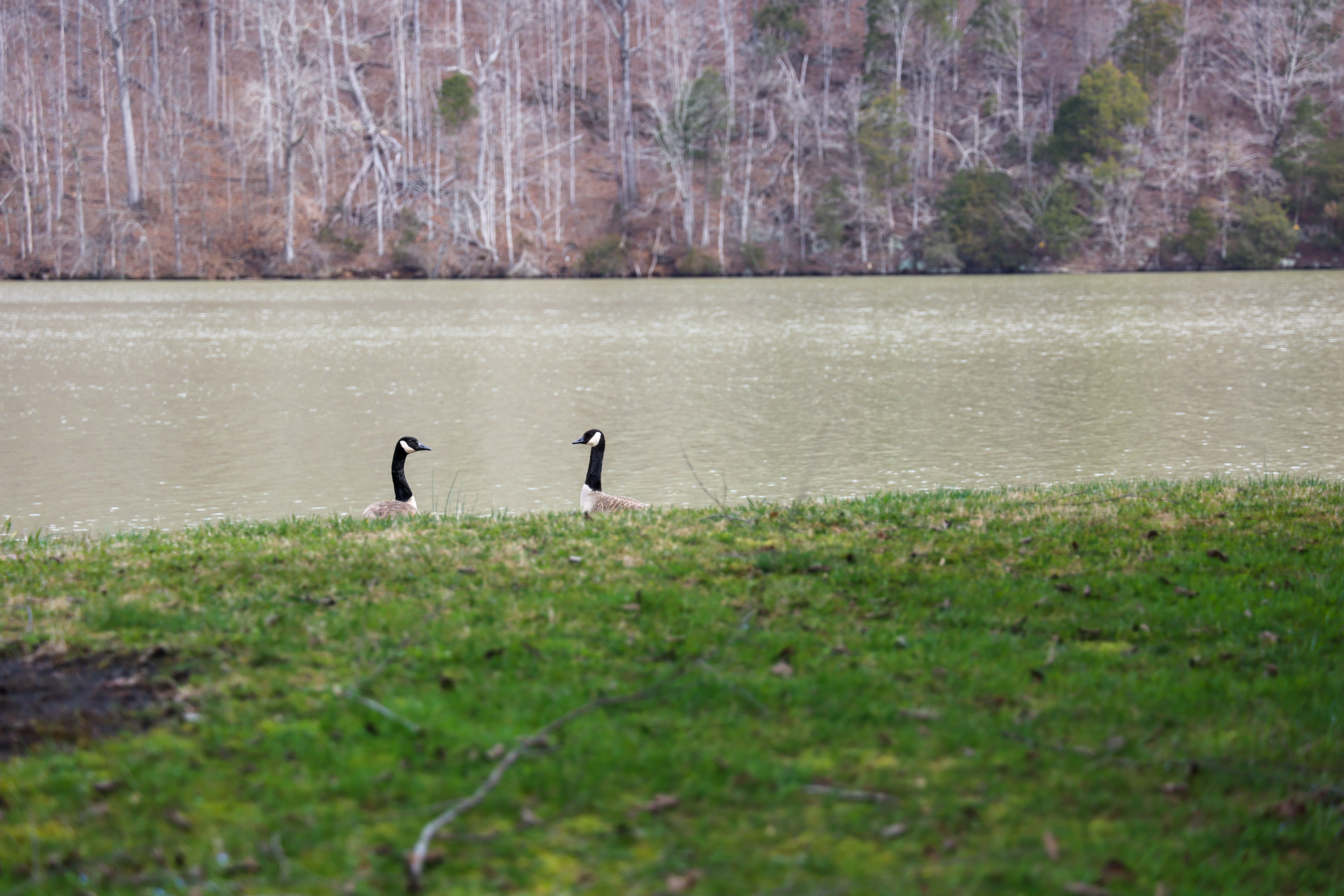 Geese in water at TVA's Melton Hill Reservoir Campground near Lenior City, Tennessee