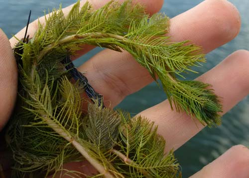 Milfoil Grass Vs Hydrilla  