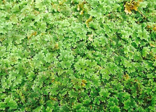 Mosquito Fern copy Mosquito Fern
