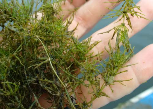 muskgrass Muskgrass