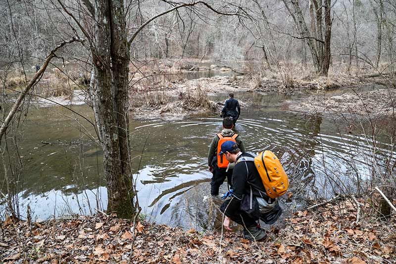 Biologists enter the water from the river bank.