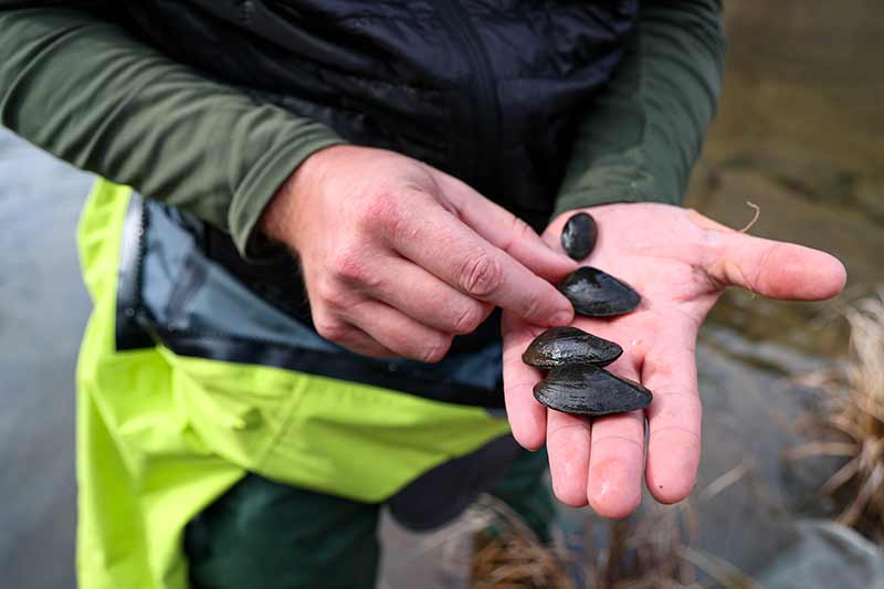 Four mussels in palm