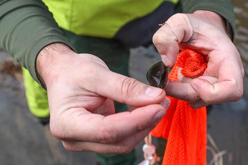 Small mussel held in hand and measured by fingers