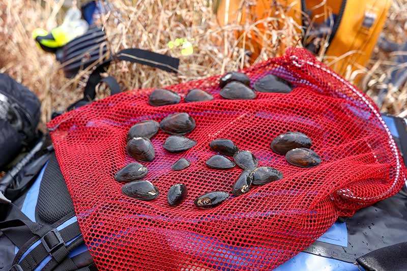 Tennessee bean mussel found in Hiwassee River