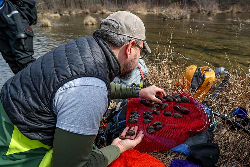 Evaluating Tennessee bean mussels found in Hiwassee River.