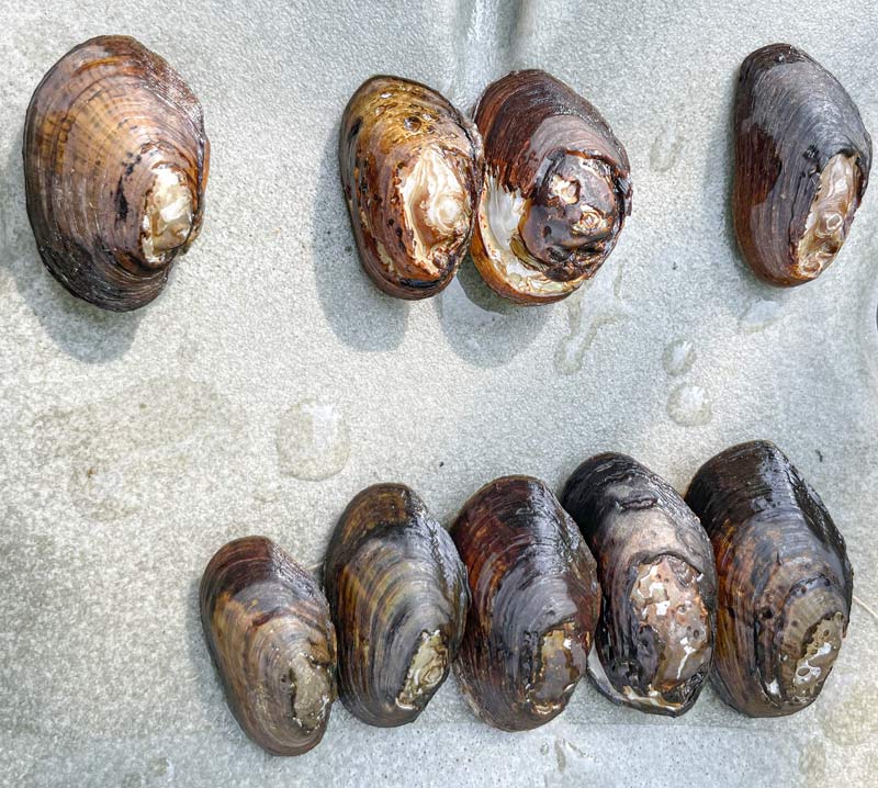 An array of mussels found by TVA specialists who explored a section of the Hiwassee River in Tennessee