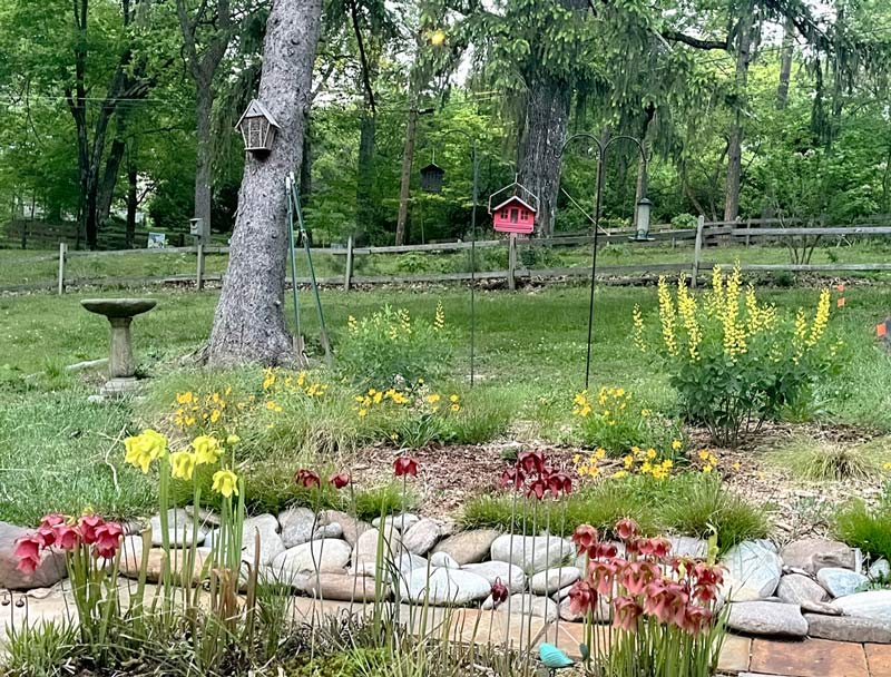 Native plants and pollinator plants in the front yard of a Tennessee home