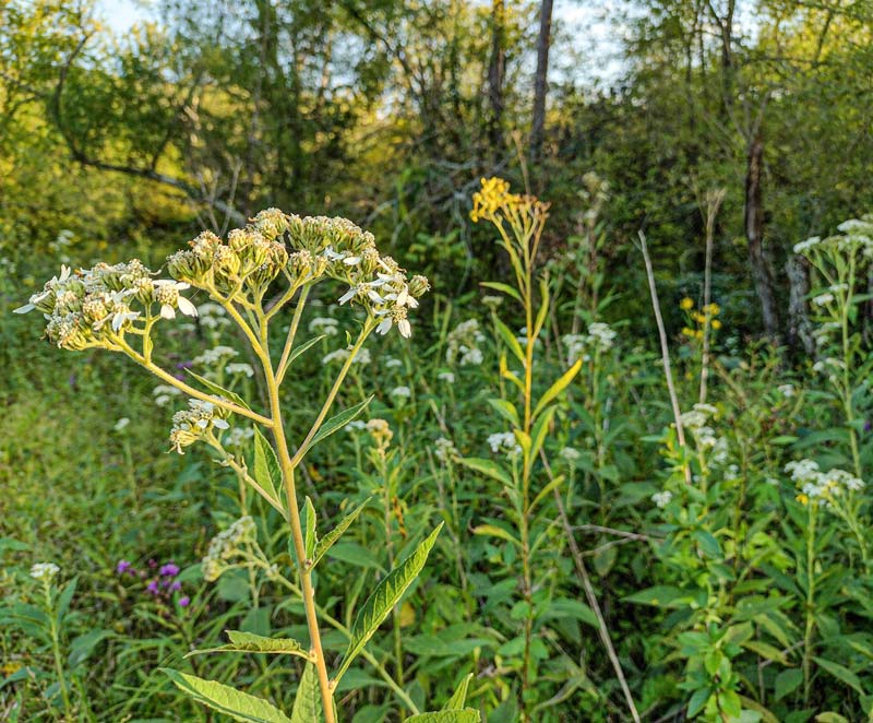 Native plants grow in an unmown section of a Tennessee yard