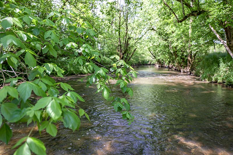A tributary of the Nolichucky River