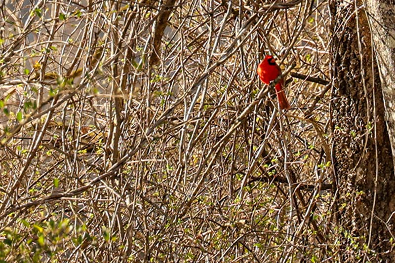 Cardinal on a tree branch