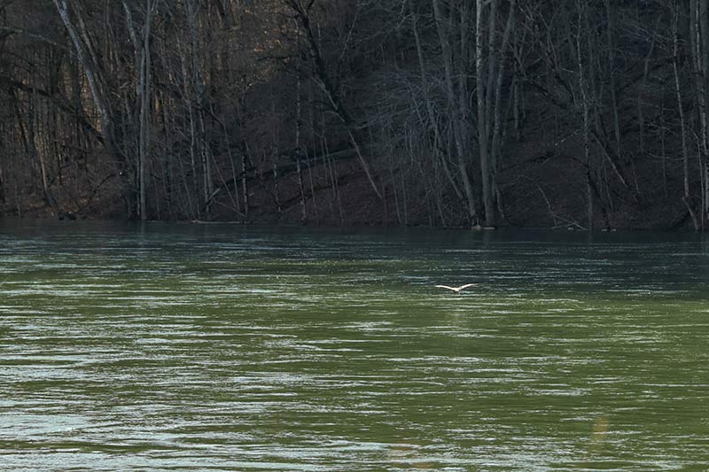 A bird flies low over the river near Norris Dam