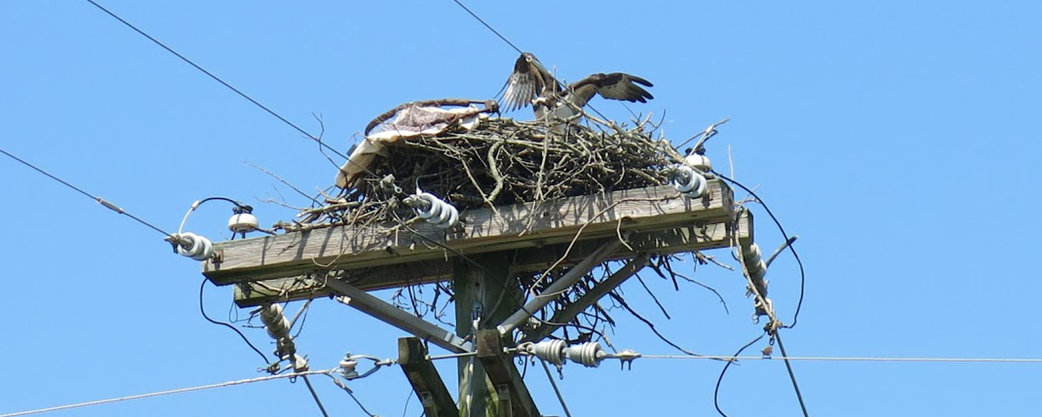osprey nest on an electric pole