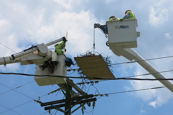 The TVA Transmission team is capturing and relocating an osprey nest with the help of a bucket truck