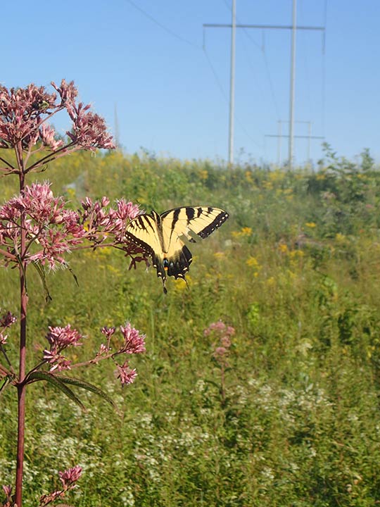 butterfly on flowers in right of way butterfly on a flower in a transmission right of way
