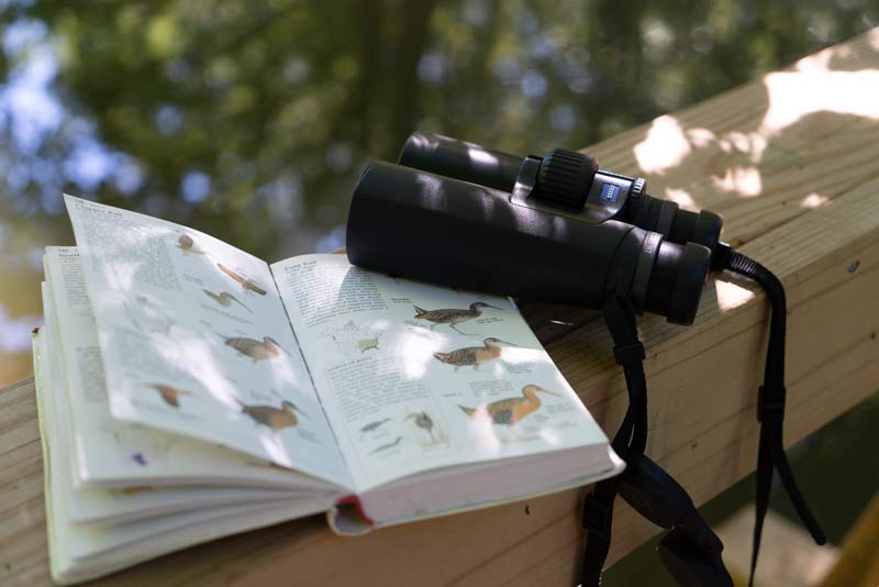 A pair of binoculars and a bird book are must-have tools for the budding ornithologist