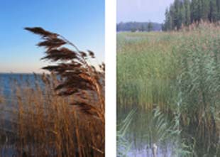 phragmites phragmites