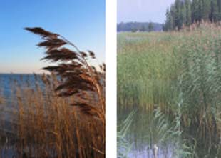 phragmites