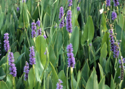 Pickerelweed-2 Pickerelweed