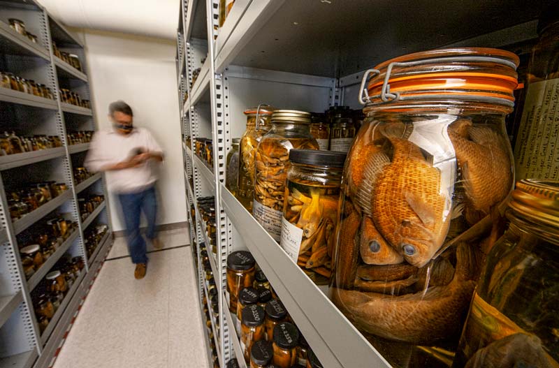 Pickled fish in jars