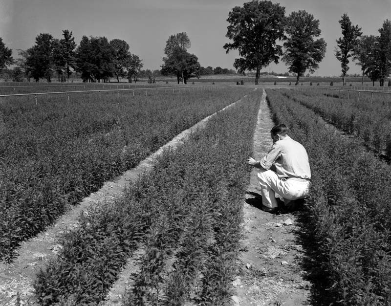 Man planting seeds in 1960s
