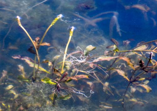 Floating Leaf Pondweeds (Variable leaf, American and Illinois)