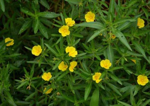 Water Primrose