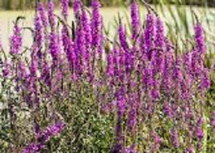 purple-loosestrife