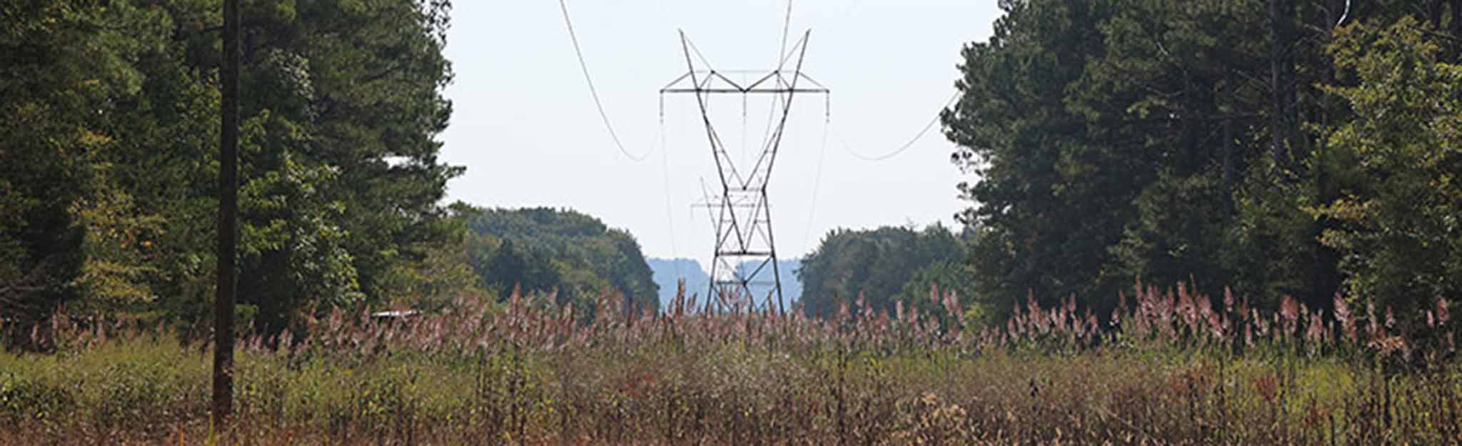 Native grasses growing in a transmission right of way in north Alabama