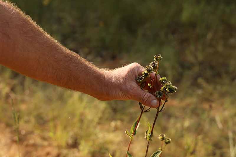 Close up of cut-leave prairie dock, a native grass species in north Alabama