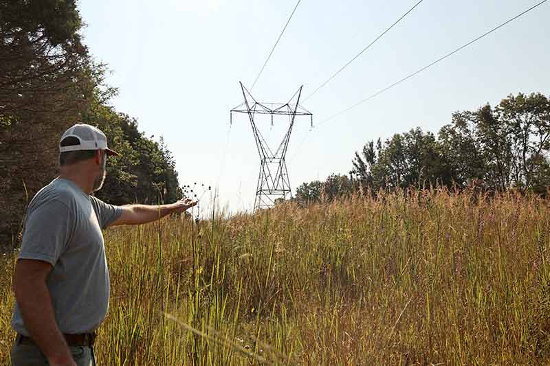 TVA botanist David Mitchell standing among tall grass in a transmission line right of way.