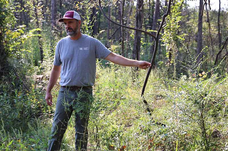 TVA botanist David Mitchel walking through a right-of-way area in north Alabama