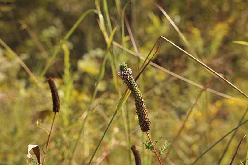 Close up of leavy prairie clover found in a transmission right of way in north Alabama